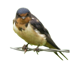 Swallow PNG-67368